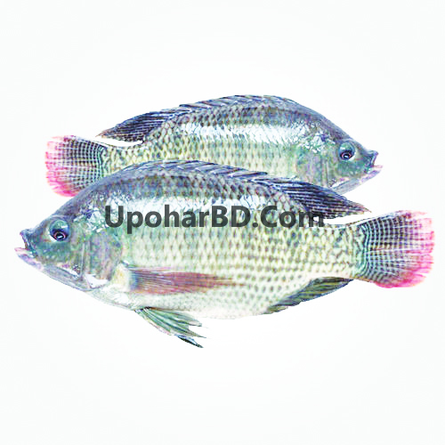 Tilapia Fish